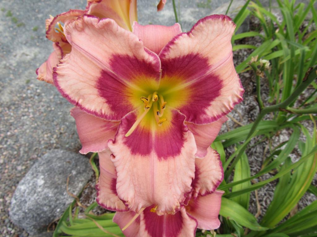 Eastern Shore Celebration | Harbour Breezes Daylilies and Japanese